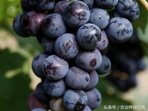 国产葡萄发酸视频,探究原因与解决之道