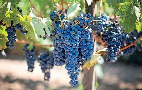 国产葡萄发酸视频,探究原因与解决之道