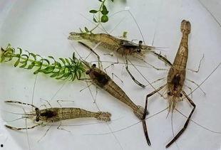 国产甜虾直播视频大全,尽享美味海鲜时光