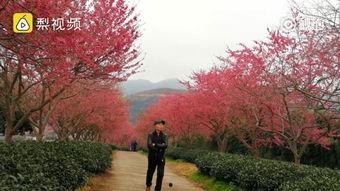 国产 樱花视频,捕捉美好瞬间，展现青春风采