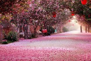 国产 樱花视频,捕捉美好瞬间，展现青春风采