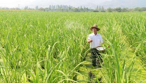 国产菰米种植技术视频,国产菰米种植技术视频深度解析