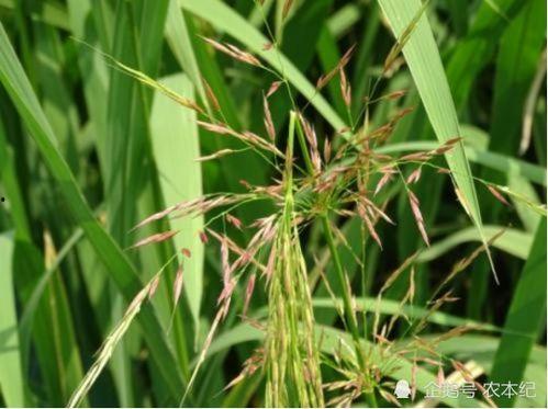 国产菰米种植技术视频,国产菰米种植技术视频深度解析