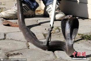 国产眼镜蛇视频,揭秘其神秘生活习性
