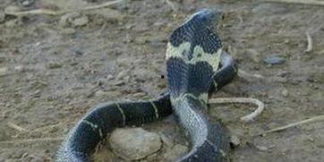 国产眼镜蛇视频,揭秘其神秘生活习性