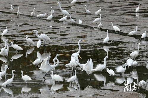 国产白鹭模型测评视频下载,性能解析与下载攻略