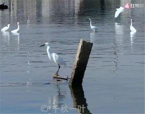 国产白鹭模型测评视频下载,性能解析与下载攻略