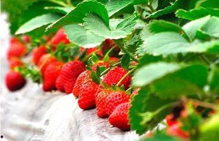 草莓国产免费无码视频,免费无码视频带你领略田园风情