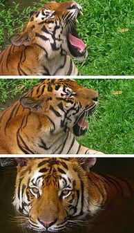 国产老虎在哪儿看视频,视频带你走进神秘虎园