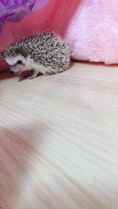 国产刺猬怎么繁殖视频,视频揭秘繁殖技巧与要点