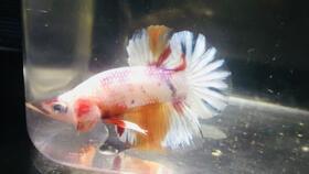 如何养国产斗鱼幼鱼视频